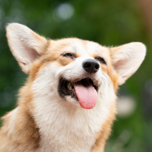 Asesoría de educación canina respetuosa - Evaluación