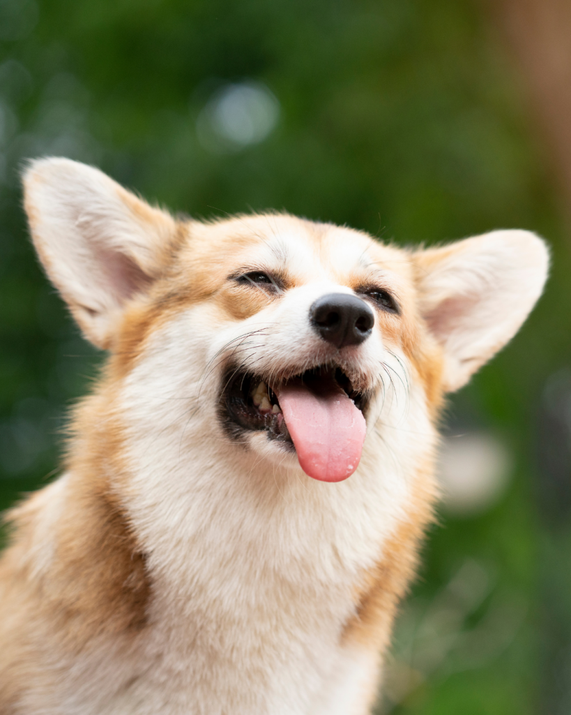 Asesoría de educación canina respetuosa - Seguimiento