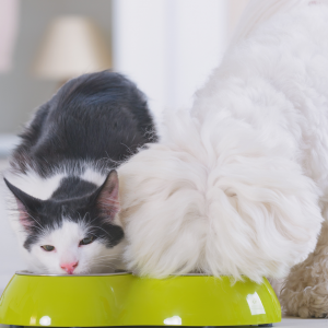 Asesoría nutricional canina o felina - Evaluación
