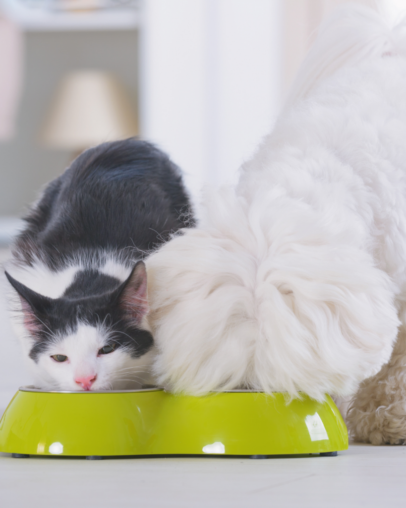 Asesoría nutricional canina o felina - Evaluación