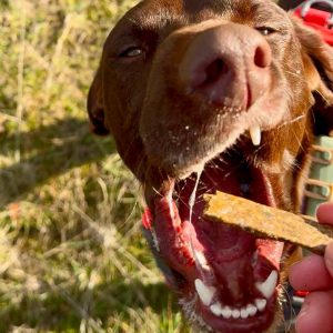 Sabanitas de pavo con hierbas desparasitantes