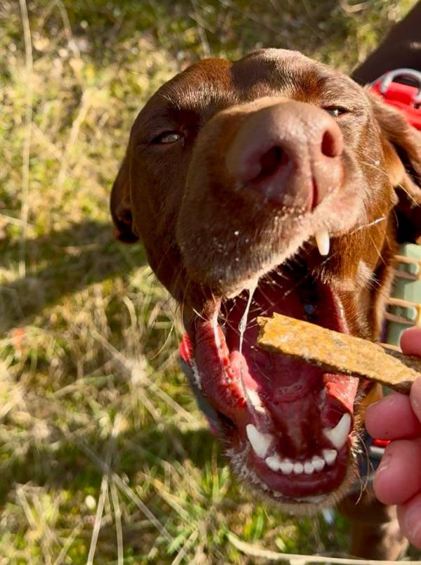 Sabanitas de pavo con hierbas desparasitantes