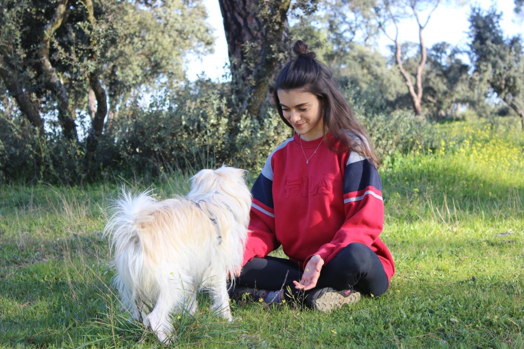 Asesoría de educación canina respetuosa - Evaluación