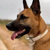 ark9: Collar personalizable