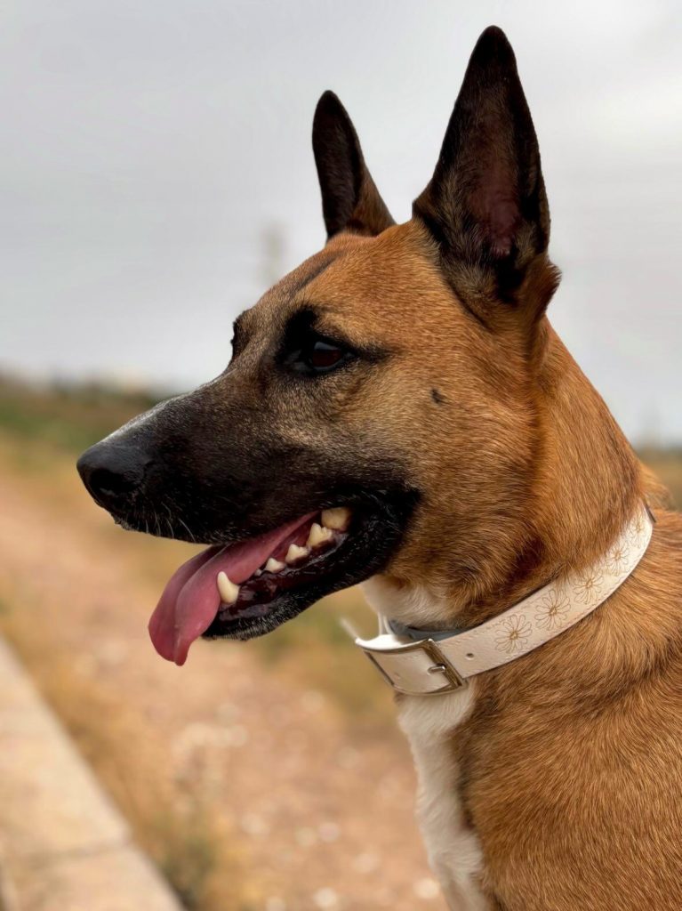 ark9: Collar personalizable