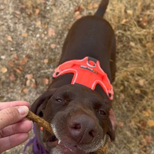 Bastoncitos de pollo y calostro