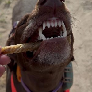 Espirales de vejiga de ternera