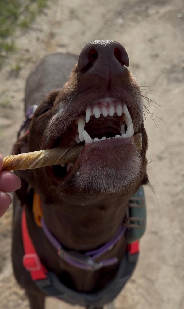 Espirales de vejiga de ternera