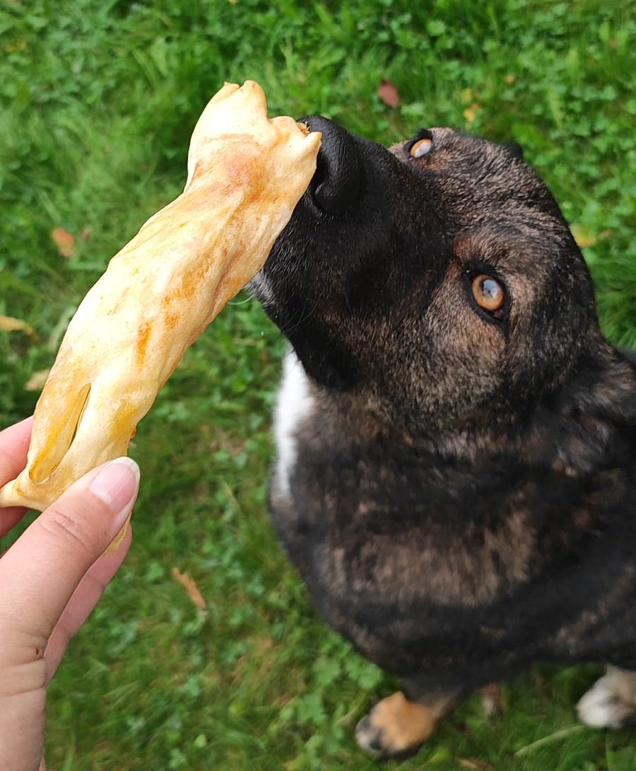 Orejas de cordero sin pelo