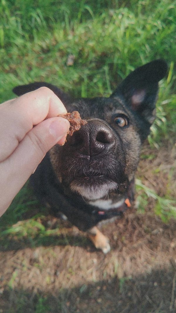 Bocaditos de pato
