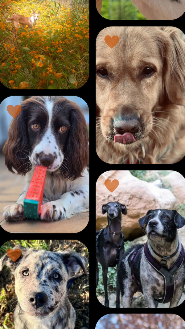 Calendario solidario (beneficios para el refugio El rincón de la manada)