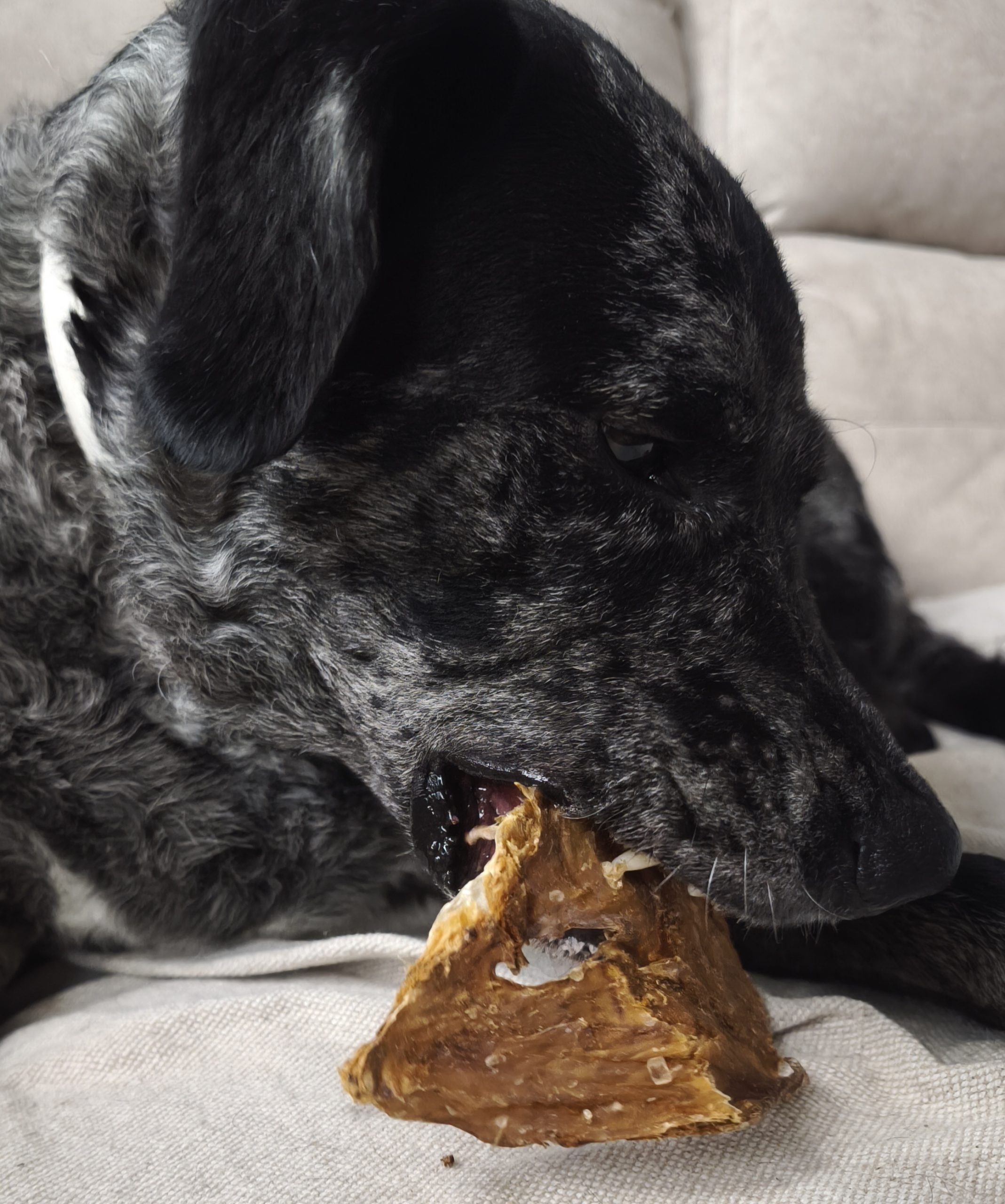 Librillos de bacalao